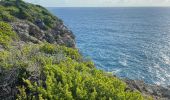 Trail Trail Anse-Bertrand - La mahaudiere - Photo 12