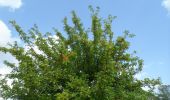 Tocht Stappen Montmain - 20220915-Montmain  - Photo 16