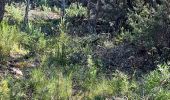 Trail Walking Pierrefeu-du-Var - N4 Portaniere fedon 1 - Photo 7