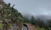 Excursión Senderismo Ribeira Brava - Levada Boa Morte - Photo 5