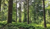 Excursión Senderismo Vielsalm - Forêt domaniale du Grand-Bois - Photo 13