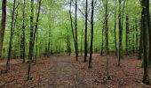 Tour Wandern Libin - rando redu  11-05-2023 - Photo 6