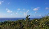 Randonnée Marche Capesterre-de-Marie-Galante - Marie Galante- Les hauts de Capesterre  - Photo 3