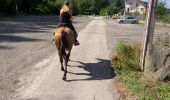 Trail Horseback riding Ban-sur-Meurthe-Clefcy - Randonnée Delphine à clefcy  - Photo 7