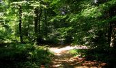 Randonnée A pied Tracy-le-Mont - le GR12A dans les Forêts de Laigue et de Compiègne - Photo 20