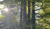 Tour Wandern Nassogne - Nassogne, le laid trou - Photo 1