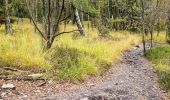 Tour Wandern Weismes - Signal de Botrange, Ovifat & Château de Reinhardstein - Photo 2