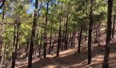 Randonnée Marche Tejeda - Pico de las Nieves (Gran Canaria) - Photo 13