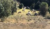 Tour Wandern Cazevieille - Le lac de la Jasse depuis Cazevielle - Photo 11