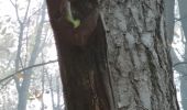 Tocht Stappen Mittelbergheim - les arbres espiègles - Photo 2