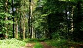 Tour Wandern Haramont - en forêt de Retz_79_08_2019_vers Taillefontaine et Retheuil par les lisières - Photo 8