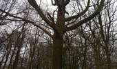 Trail Walking Charleroi - mont sur marchienne dans les bois - Photo 10