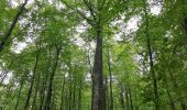 Randonnée Marche Arques-la-Bataille - forêt d'arques - Photo 5