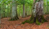 Tocht Te voet Lindberg - Siebenschläfer - Photo 5