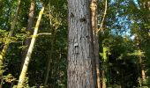 Tocht Stappen Tervuren - Arboretum tra Nuovo e Vecchio mondo (castanea dentata) - Photo 3