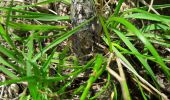 Trail Walking Monoblet - monoblet - Photo 2