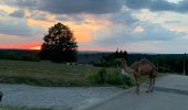 Trail Horseback riding Lambach - Promenade autour de Bitche - Photo 1