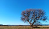 Trail Walking Valensole - plateau de valensole . ravin des cognets . ravin de la combe  - Photo 16