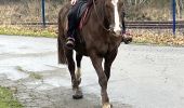 Trail Horseback riding Neufchâteau - Villages Hamipré et Cousteumont  - Photo 1