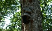 Trail Walking Saissac - le lampy - Photo 6