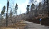 Trail On foot Brasov - Timișu de Jos - Cabana Postăvaru/Julius Romer - Brașov - Photo 8