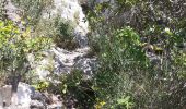 Trail Walking Toulon - Baou des 4 Auros - Photo 1