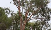 Tocht Stappen Canet-en-Roussillon - petit tour à l´arboretum de Canet ... bof bof bof  - Photo 6