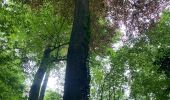Excursión Senderismo Beauvechain - #240524b - Forêt de Meerdael, drève et étang de Warande - Photo 5