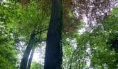 Tocht Stappen Bevekom - #240524b - Forêt de Meerdael, drève et étang de Warande - Photo 5