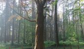 Excursión Senderismo Tervuren - Forêt de Soigne Tervuren - Photo 2