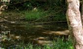 Trail Walking Sainte-Anne - Belle mare  - Photo 4