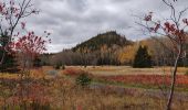 Tour Wandern Rimouski - Randonnée du parc du Bic  - Photo 4