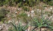 Tour Wandern Assas - Assas et forêt - Photo 8