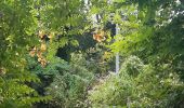 Excursión Senderismo Sceaux - parc de sceaux, arboretum,vallee aux loups etang colbert - Photo 5