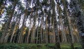 Randonnée Marche Charensat - forêt de Charensat - Photo 1