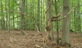 Tocht Stappen Sint-Genesius-Rode - 2020-09-01 - Forêt de Soignes- Rhode Saint Genève  - Photo 8