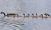 Tour Wandern Eijsden-Margraten - 20240523 - Balade ornithologique Oost Maarland - 2.2 Km - Photo 4