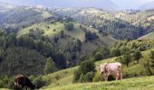 Tour Zu Fuß Unbekannt - Cabana Gura Râului-La Table-Moieciu de Jos - Photo 3