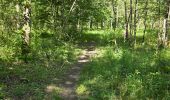 Trail Walking Chambord - Parc de Chambord et ses postes d'observation  - Photo 3