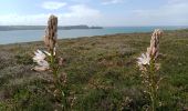 Tour Wandern Camaret-sur-Mer - CAMARET  - Photo 14