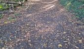 Tocht Stappen Sasnières - Sasnières - Forêt de Prunay - Photo 9