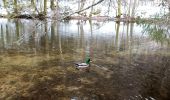 Tocht Stappen Xonrupt-Longemer - Le tour du lac de longemer  - Photo 15