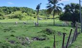 Tour Wandern Sainte-Anne - Cap Chevalier vers la pointe-Marin - Photo 4