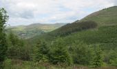 Percorso A piedi Sconosciuto - Rostrevor Forest - Slievebane Trail - Photo 8