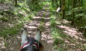Trail Horseback riding Habay - Les 4 fils saumon à cheval - Photo 8