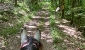 Excursión Paseo ecuestre Habay - Les 4 fils saumon à cheval - Photo 8