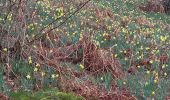 Trail Walking Monschau - Rando Eifel des jonquilles narcisses 18,3 - Photo 14