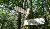 Excursión A pie Bad Rippoldsau-Schapbach - Klösterle-Schleife - Photo 8