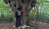 Trail Walking Allons - Rando de l'arbre remarquable  - Photo 3