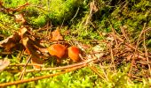 Tour Wandern Noisy-sur-École - Boucle 24 km Fontainebleau Arbonne - Photo 9